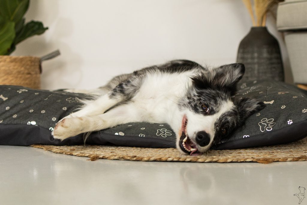 Jak wybrać legowisko dla psa na lato?