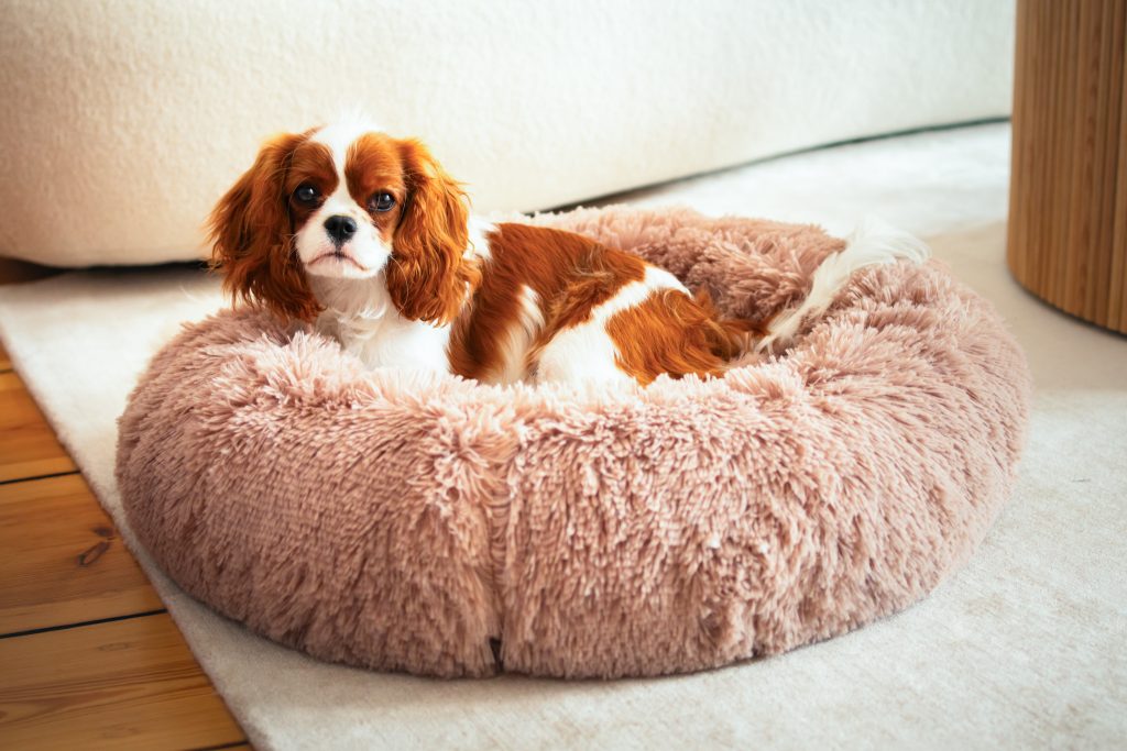 Światło, dźwięki i zapachy które wpływają na pupila w domu