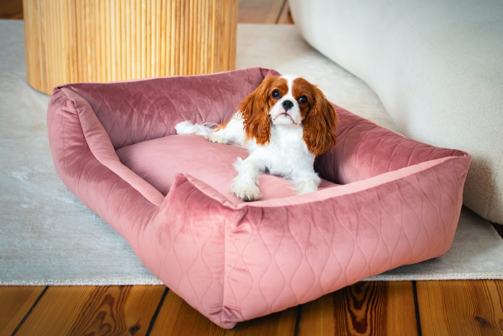 Jakie legowisko dla psa który dużo linieje?