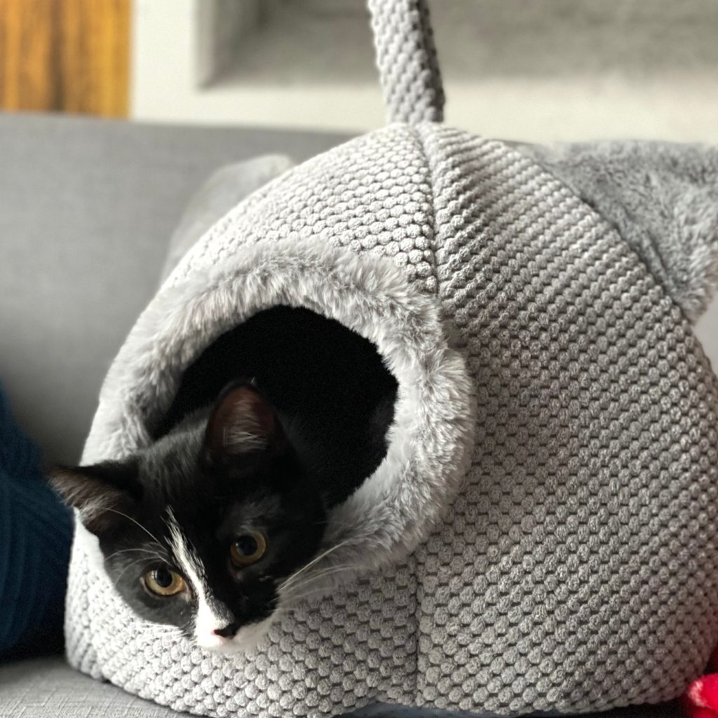 Światło, dźwięki i zapachy które wpływają na pupila w domu