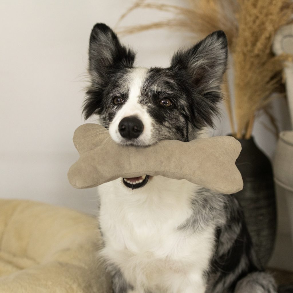 akcesoria dla zwierząt