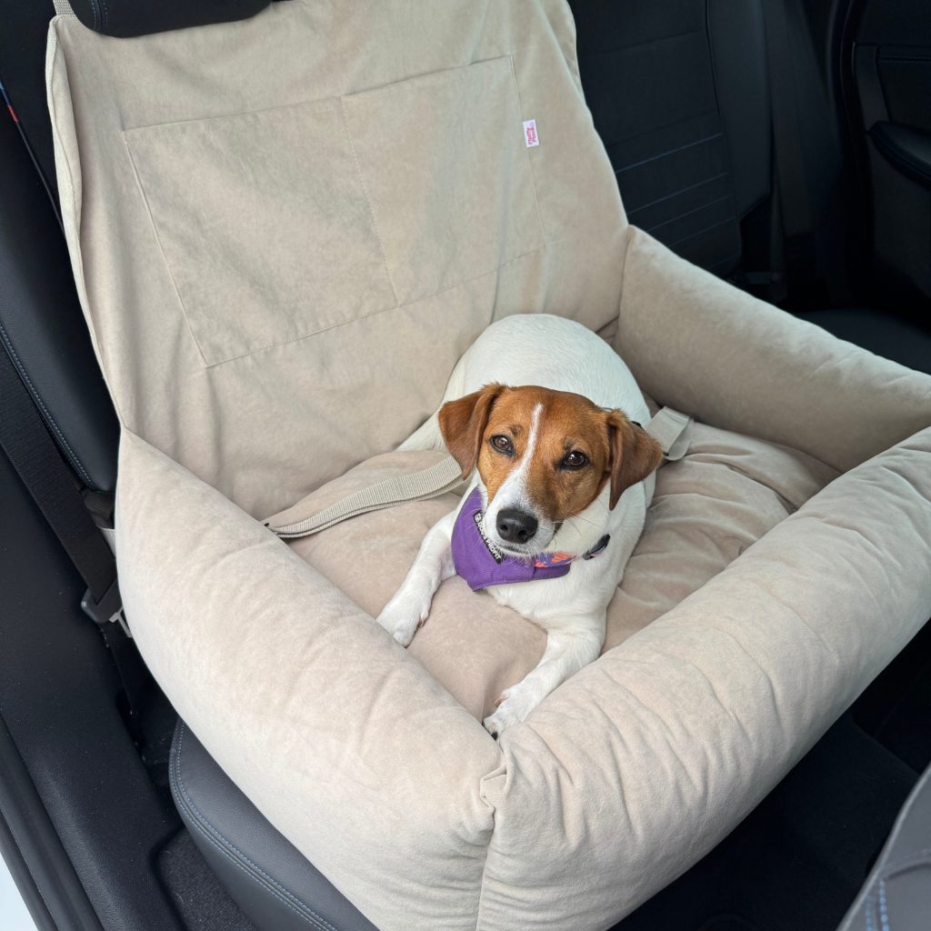 Jak uchronić psa przed sylwestrowym stresem i hałasem?