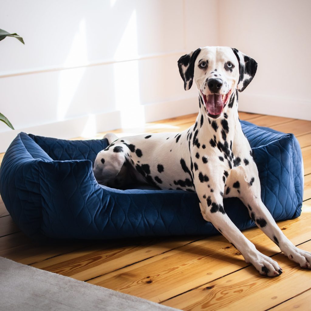 Czy pies ma sny? Naukowcy nie mają wątpliwości