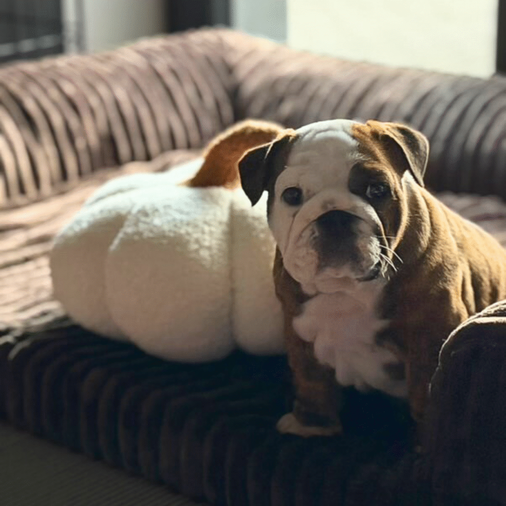 Czy legowisko w kennelowej klatce to konieczność?