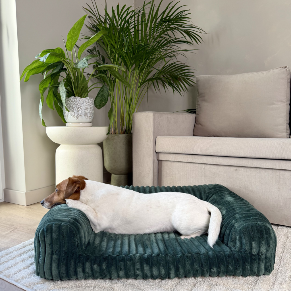 Jak wybrać akcesoria dla psa i kota które wytrzymają lata?