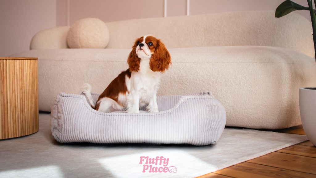 Czy pies ma sny? Naukowcy nie mają wątpliwości