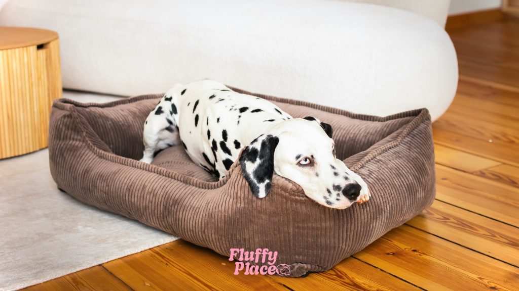 Legowisko dla psa z lękiem separacyjnym. Jak wybrać mądrze?