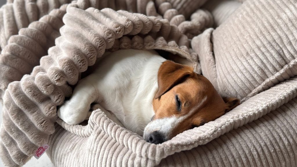 Dlaczego Twój pies źle śpi i jak możesz mu pomóc?