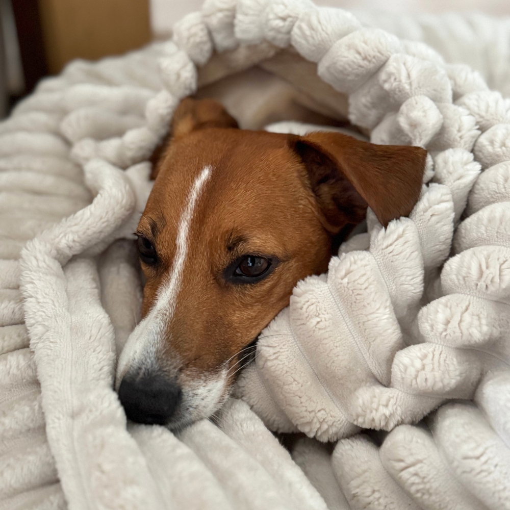 Jak najlepiej zadbać o komfort psa zimą?