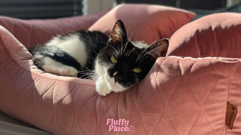 Czy legowisko w złym rozmiarze może stresować psa?