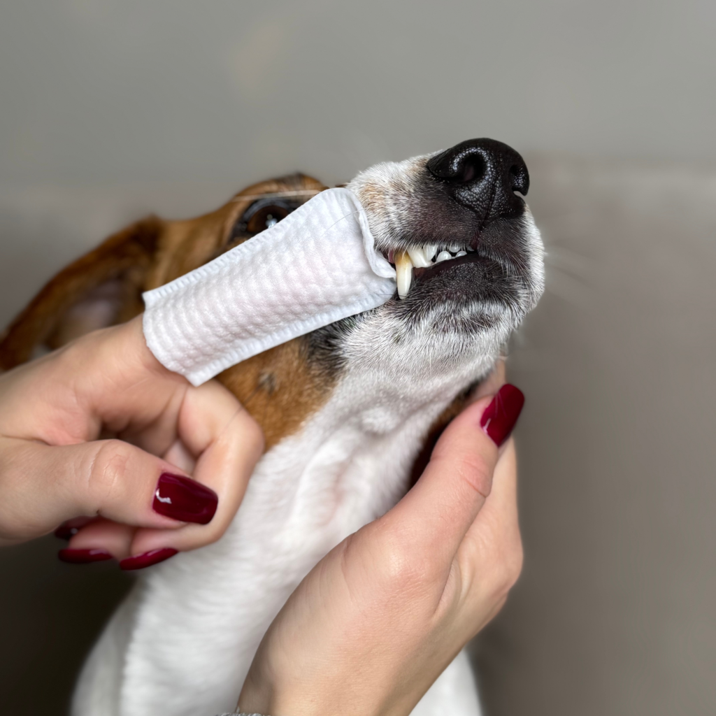 Zimowa pielęgnacja psa i kota. Jak zadbać o oczy uszy i zęby?