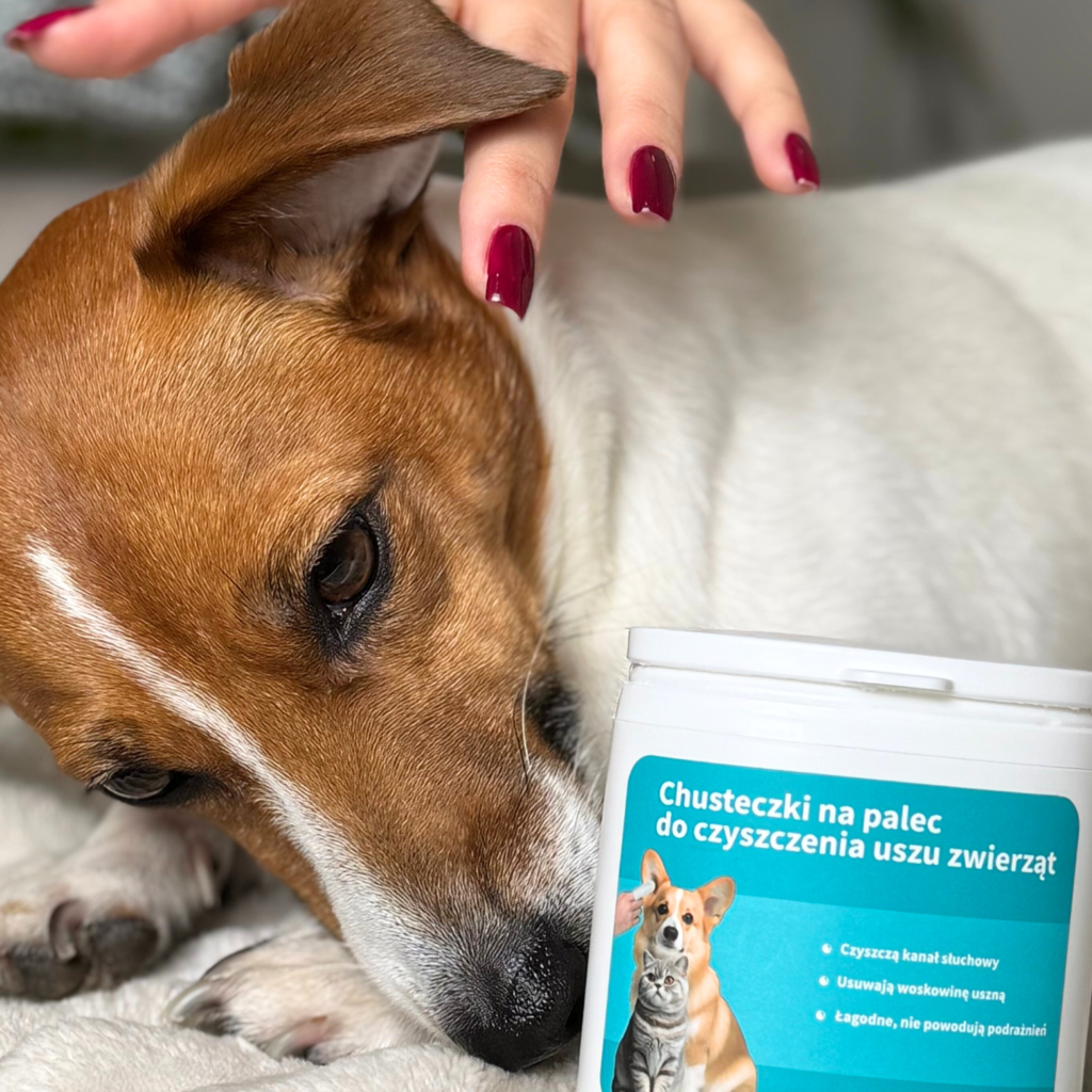 Zimowa pielęgnacja psa i kota. Jak zadbać o oczy uszy i zęby?