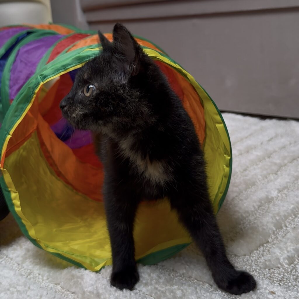 Światło, dźwięki i zapachy które wpływają na pupila w domu