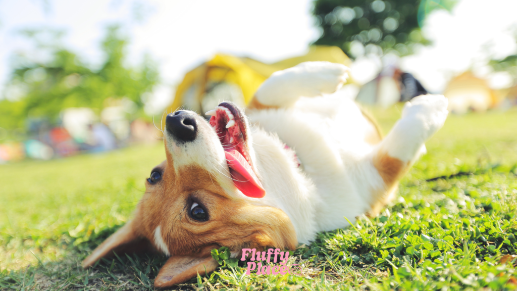 Światło, dźwięki i zapachy które wpływają na pupila w domu