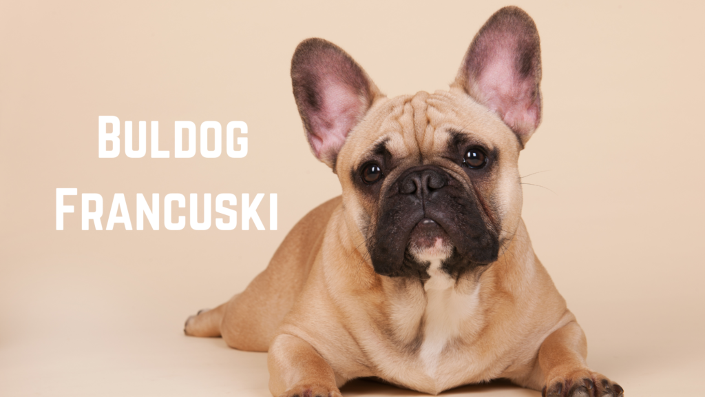 Czy legowisko w złym rozmiarze może stresować psa?