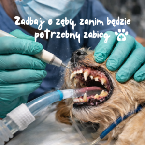 Chusteczki do mycia zębów dla psa i kota 50 szt.