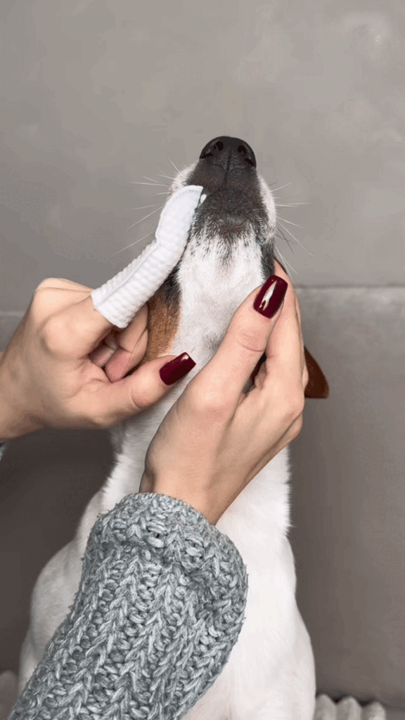 Jak czyścić zęby psu i dlaczego to takie ważne?