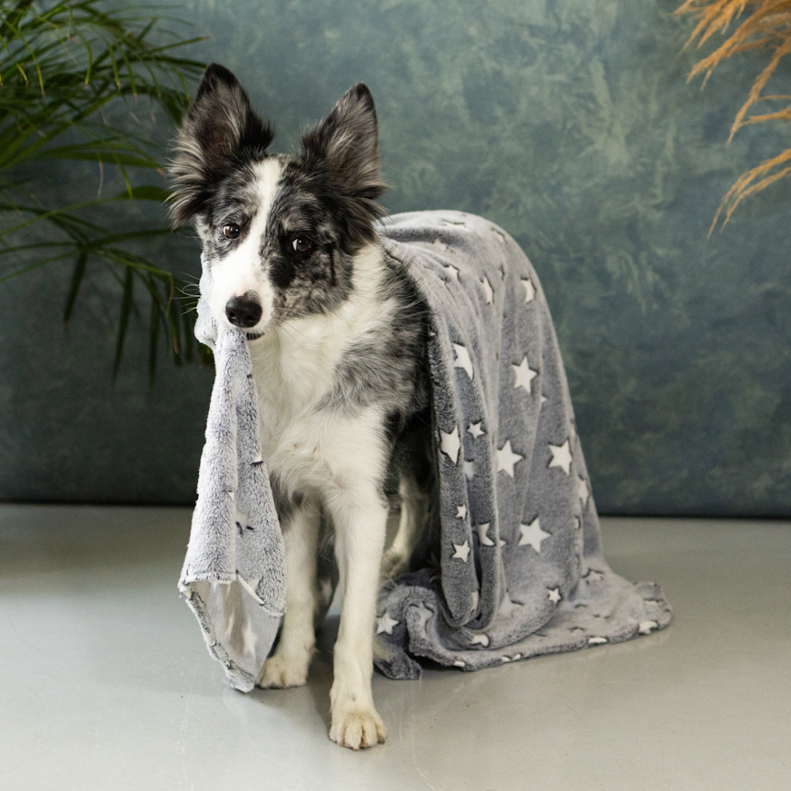 Czy pies może spać pod kocem? Fakty i mity o przykrywaniu pupila