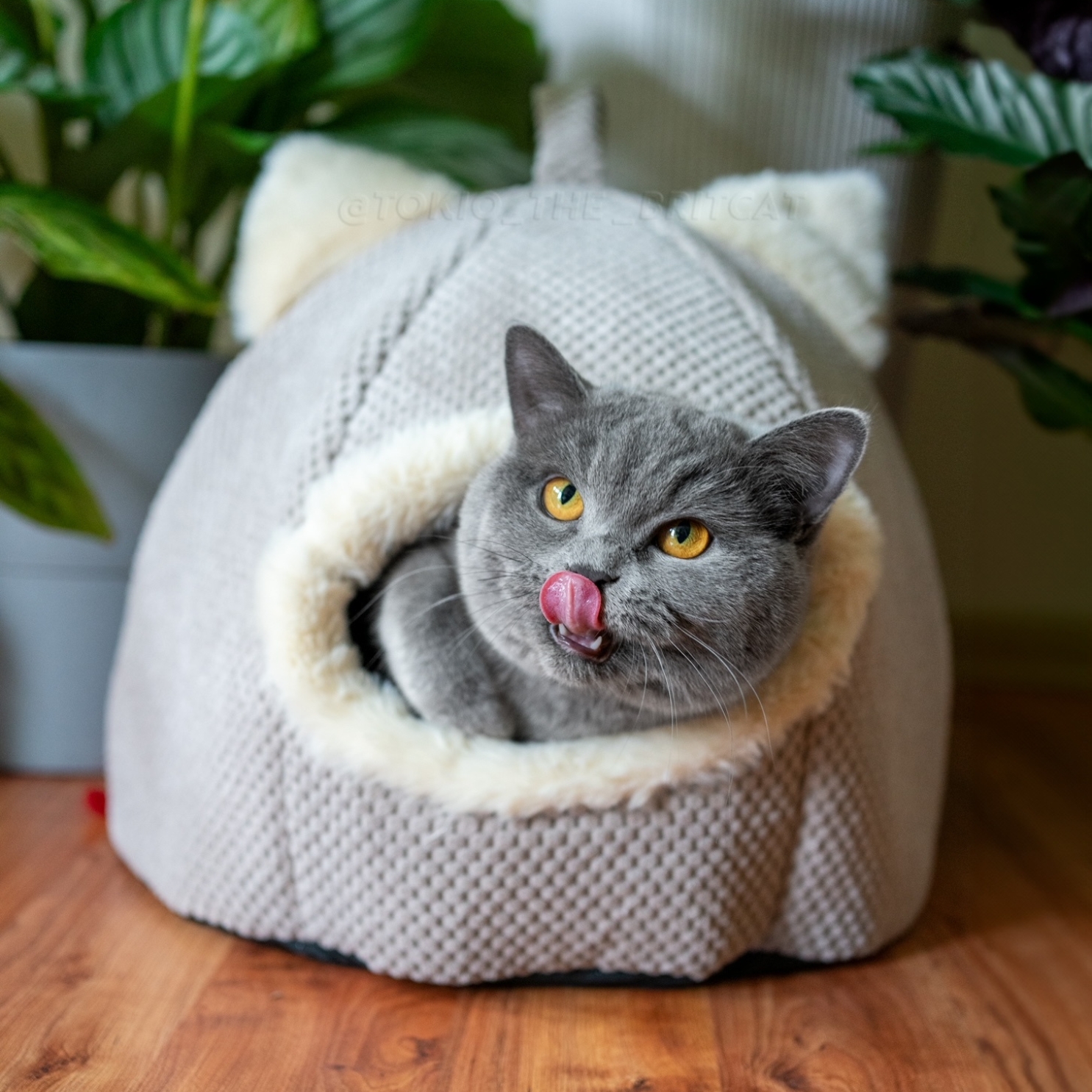 Legowisko domek dla kota Nala - beż