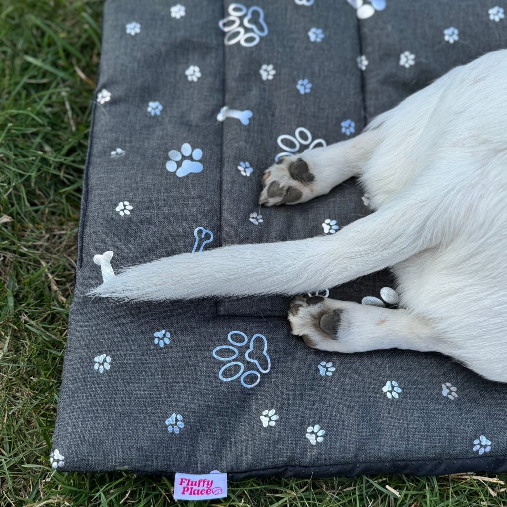 Najlepsze legowiska dla psów z długą i gęstą sierścią