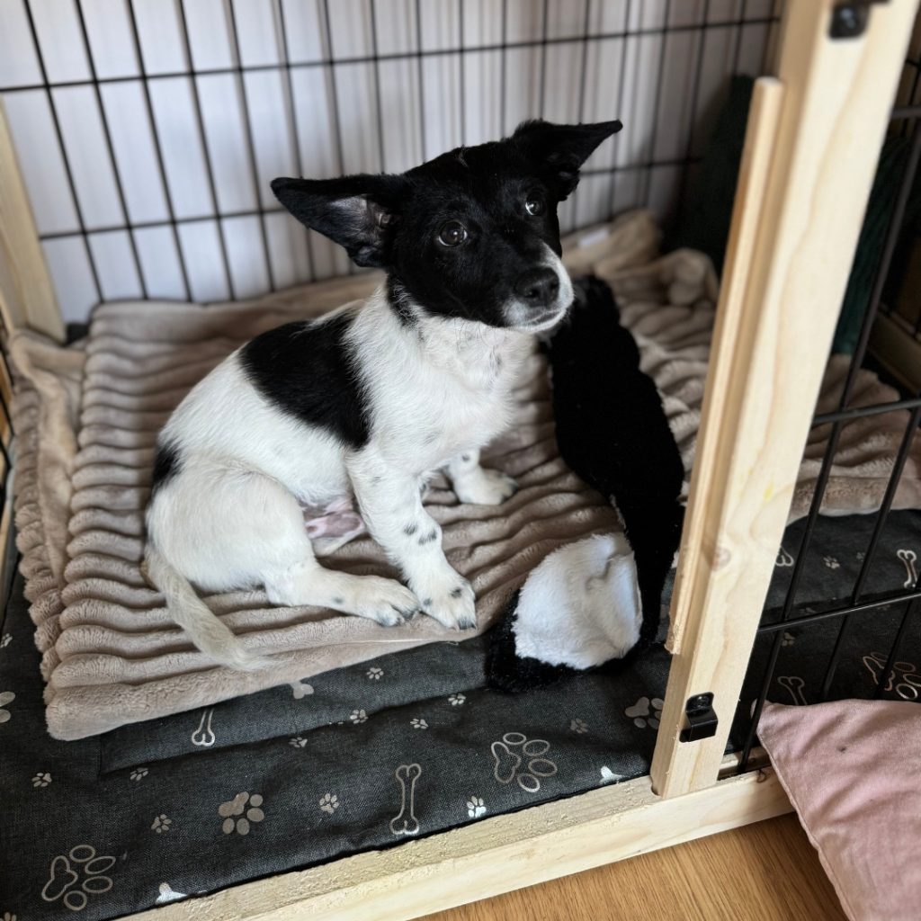 wodoodporna mata dla psa