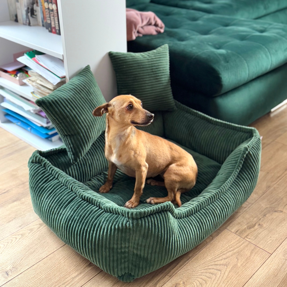 Jak nauczyć psa spania w legowisku i oduczyć spania w łóżku?