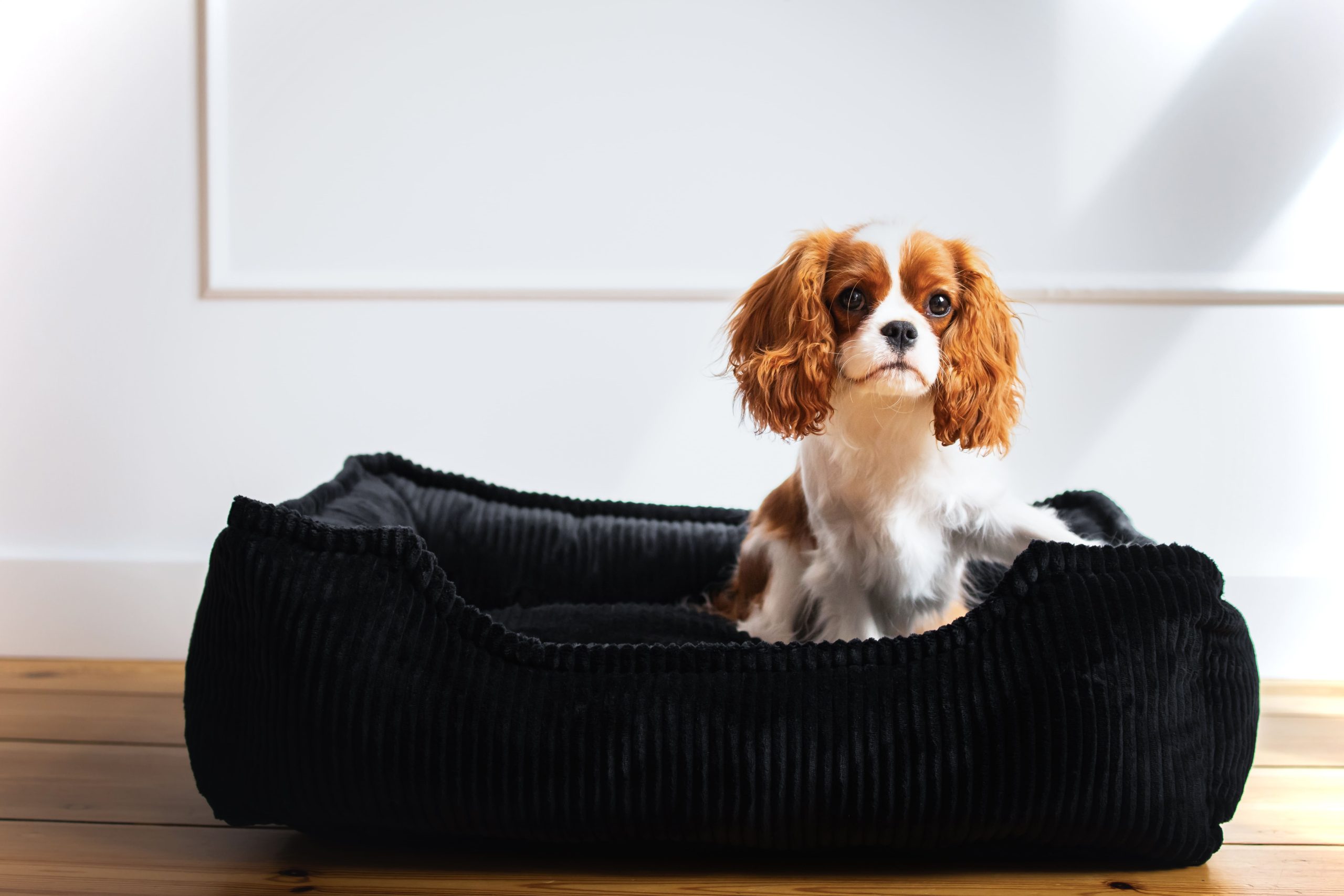 legowisko dla dużego psa