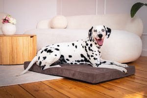 materac dla psa