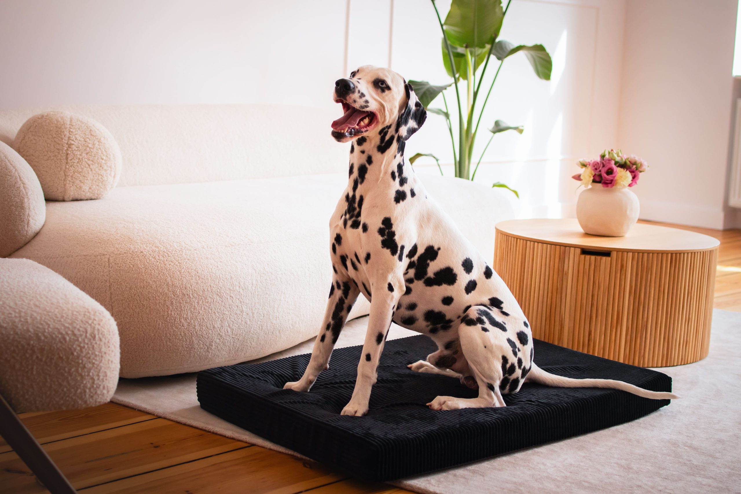 materac ortopedyczny dla psa