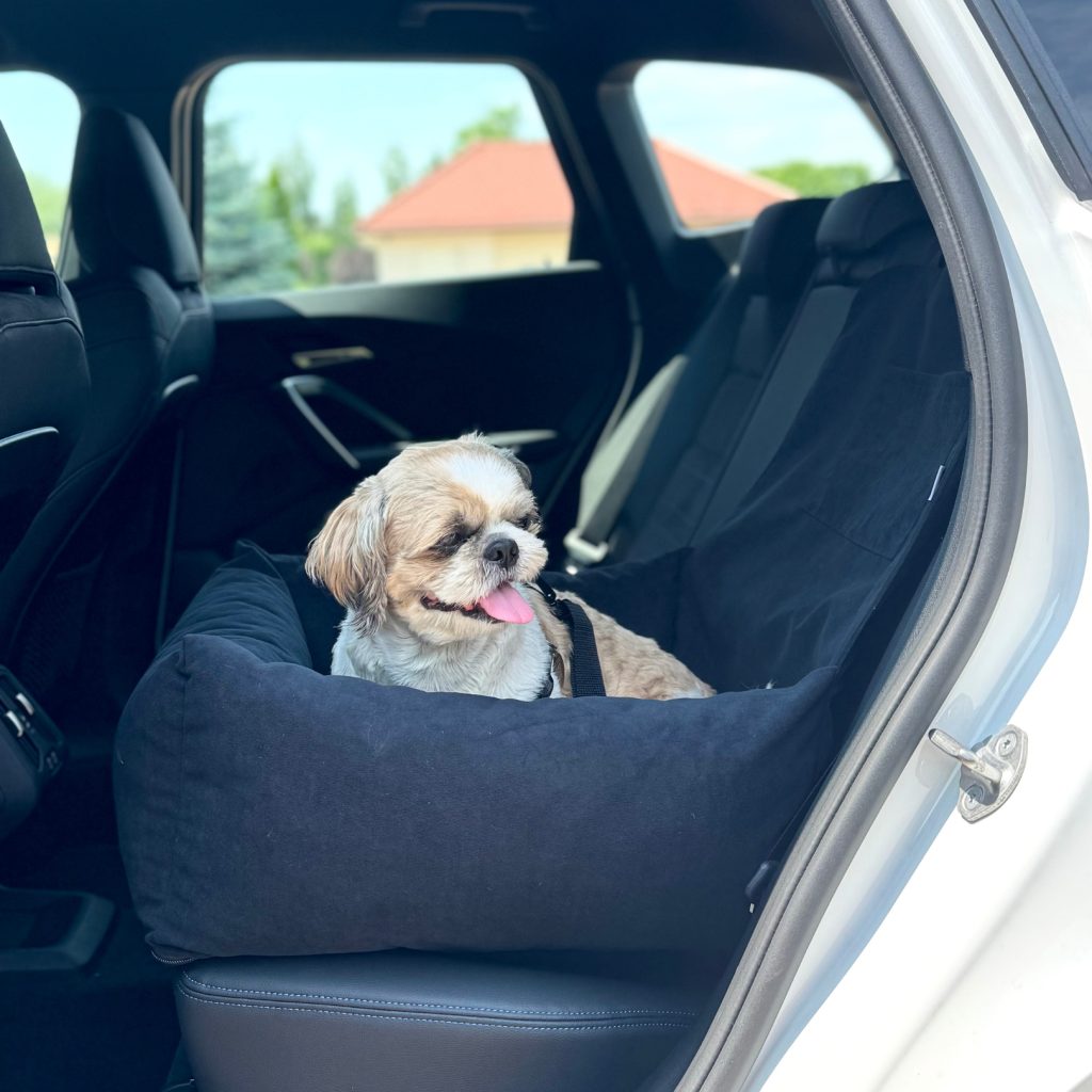 Nowy pies w domu? Sprawdź, co musi mieć w swojej wyprawce