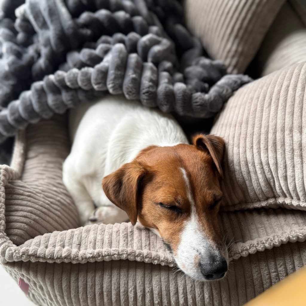 Kocyk do legowiska psa – więcej ciepła, spokoju i bezpieczeństwa