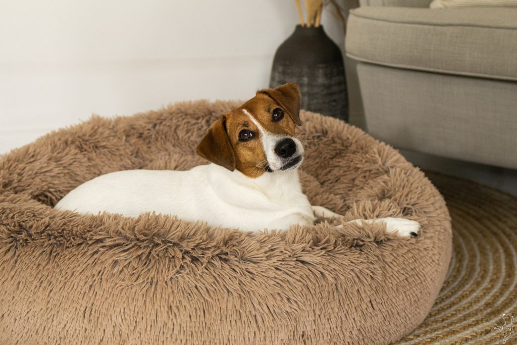 Nowy pies w domu? Sprawdź, co musi mieć w swojej wyprawce