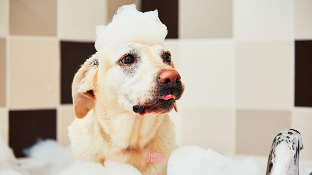 Nowy pies w domu? Sprawdź, co musi mieć w swojej wyprawce