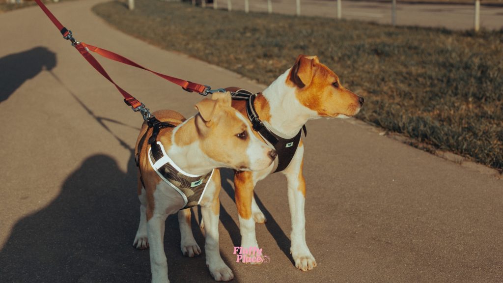 Nowy pies w domu? Sprawdź, co musi mieć w swojej wyprawce