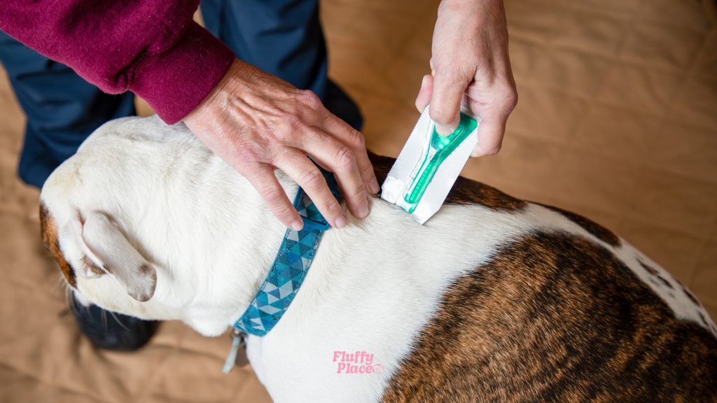 Nowy pies w domu? Sprawdź, co musi mieć w swojej wyprawce