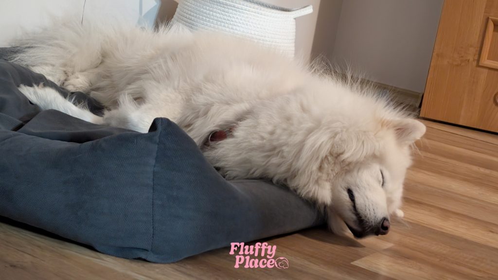 Najlepsze legowiska dla psów z długą i gęstą sierścią