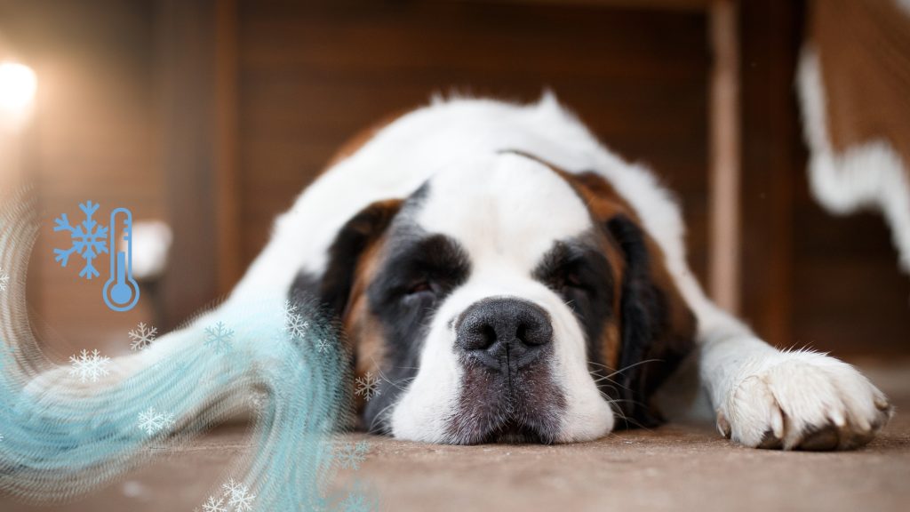 Ogrzewanie podłogowe a pies – komfort czy zagrożenie?