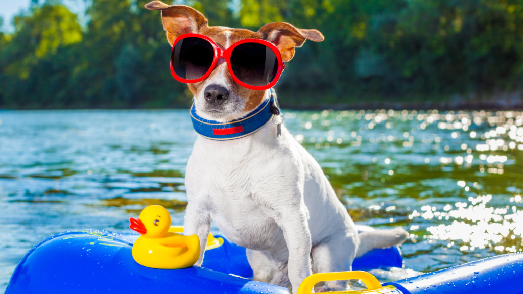 Jak wybrać legowisko dla psa na lato?