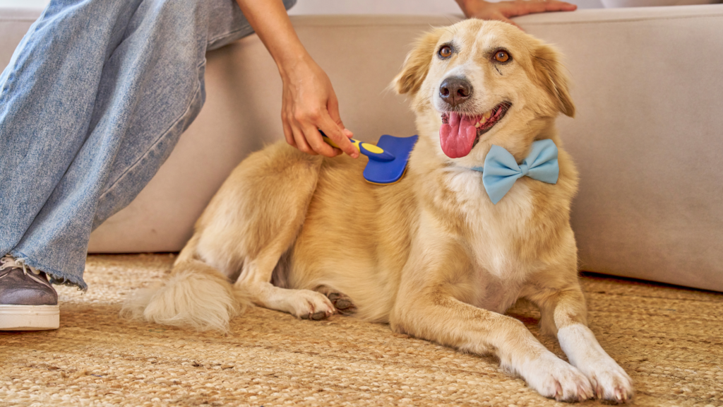 Zimowa pielęgnacja psa i kota. Jak zadbać o oczy uszy i zęby?