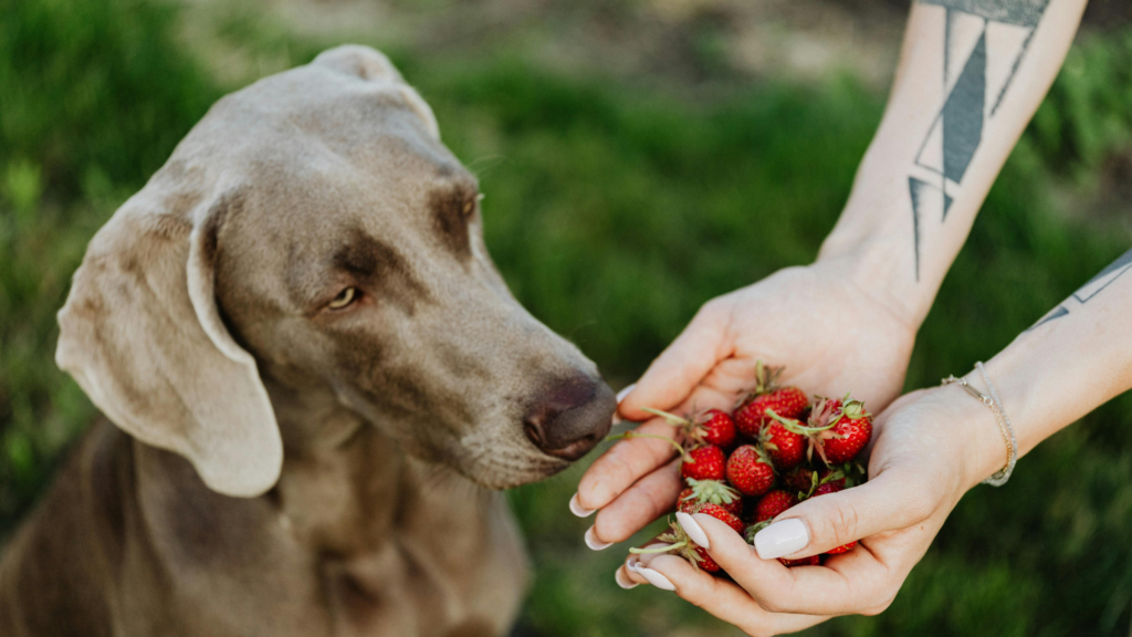 Światło, dźwięki i zapachy które wpływają na pupila w domu